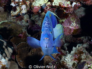 Arabian Angelfish from the front by Olivier Notz 